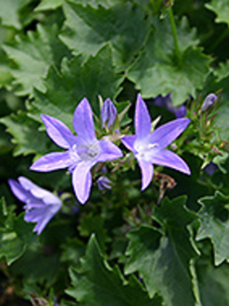 Bellflower Blue Waterfall