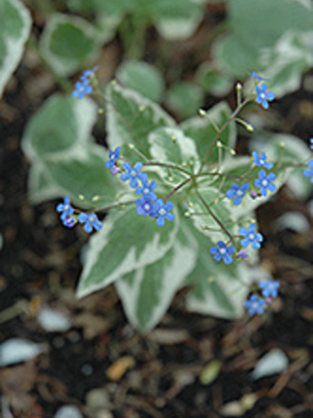 Bugloss Siberian Variegated