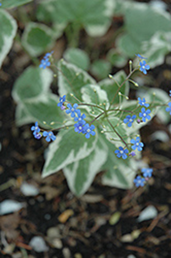 Bugloss Siberian Variegated