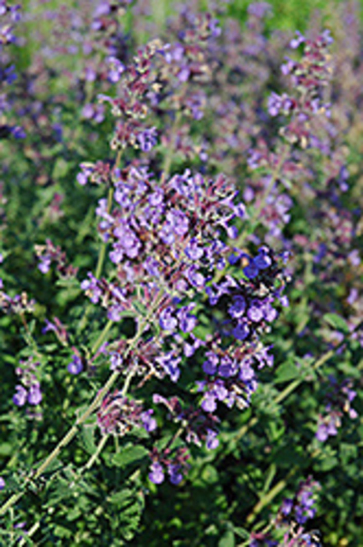 Catmint Walker's Low