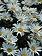 Chrysanthemum Dwarf Silver Princess 3.5"