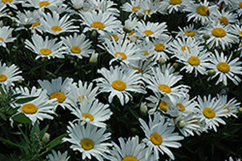 Chrysanthemum Dwarf Silver Princess 3.5"