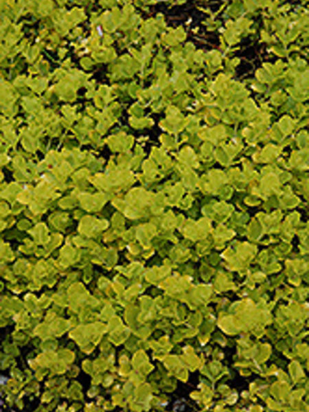 Creeping Jenny Aurea Golden