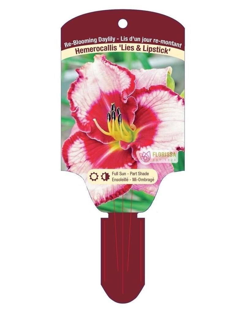 Daylily Lies and Lipstick 5.5"