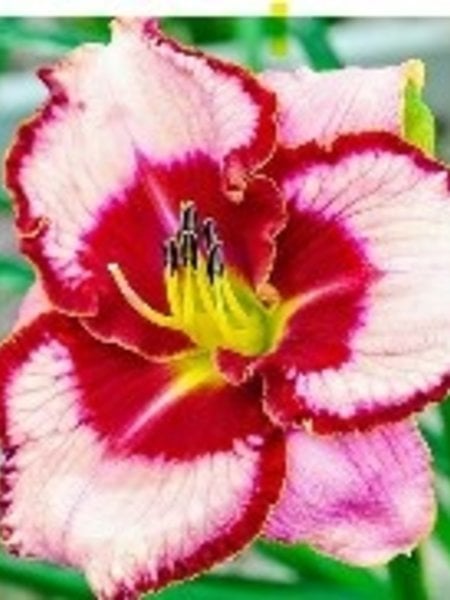 Daylily Lies and Lipstick 5.5"