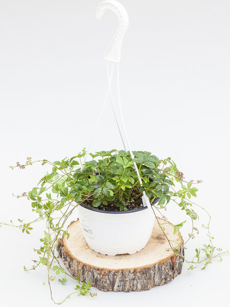 Sugarvine Hanging Basket 6"