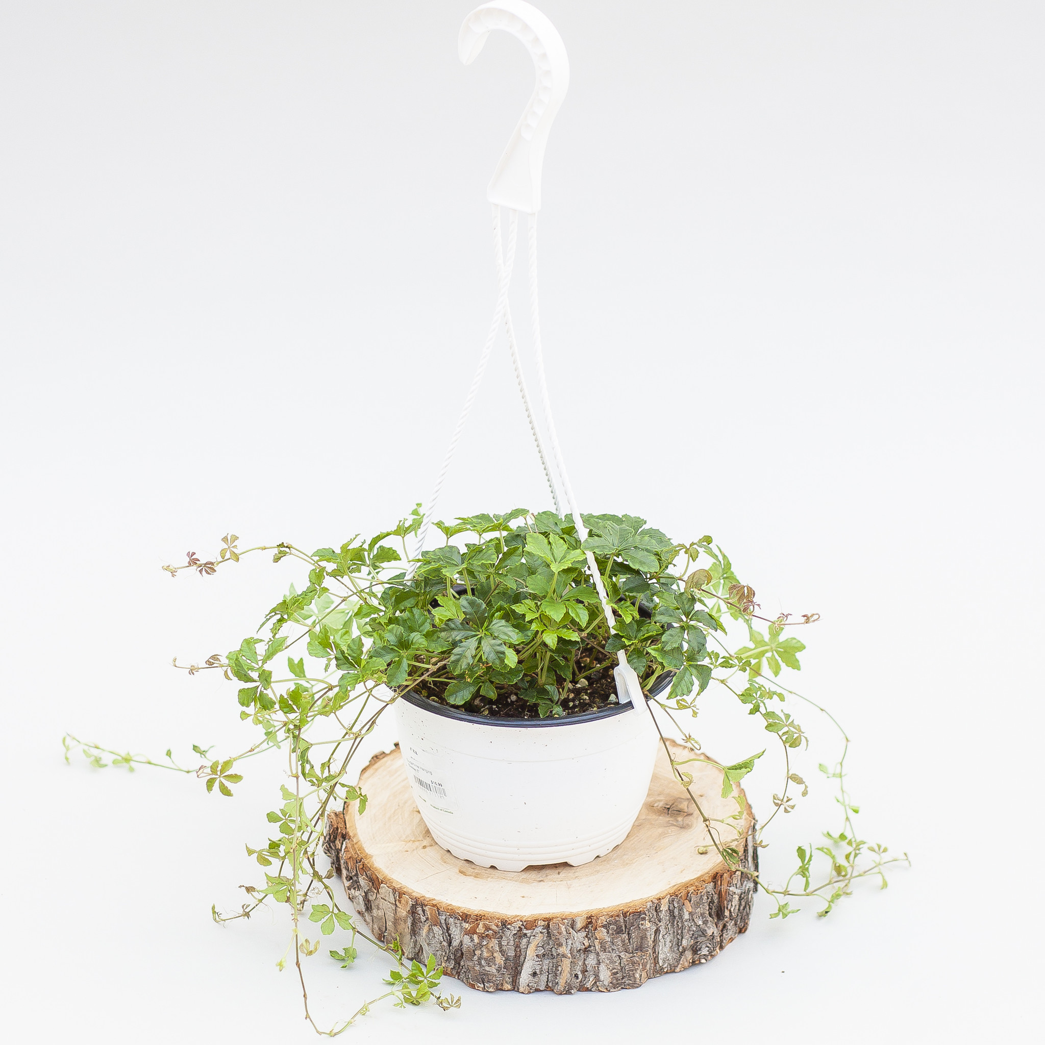 Sugarvine Hanging Basket 6"