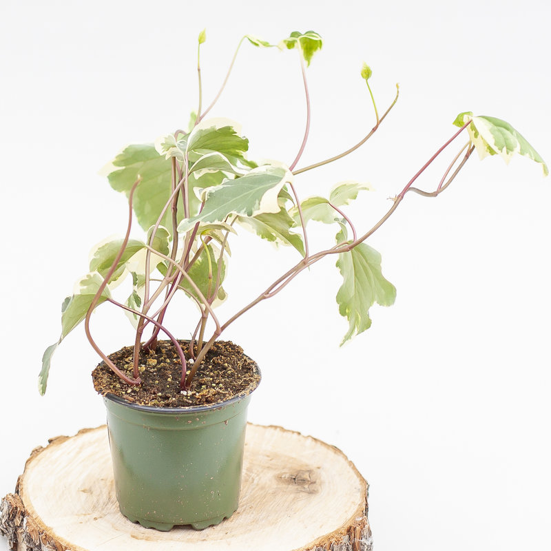Ivy Marengo 4"
