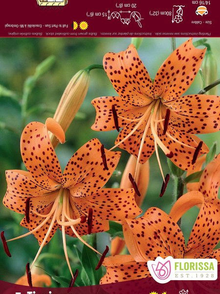 Florissa Lily Tiger Tigrinum Splendens Bulbs