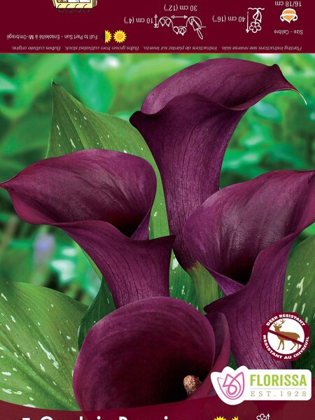 Florissa Calla Captain Promise Bulbs