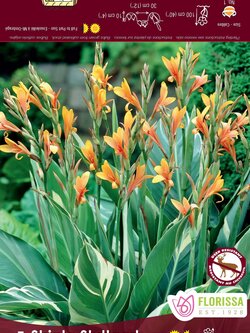 Canna Variegated Leaf Stuttgart Bulbs