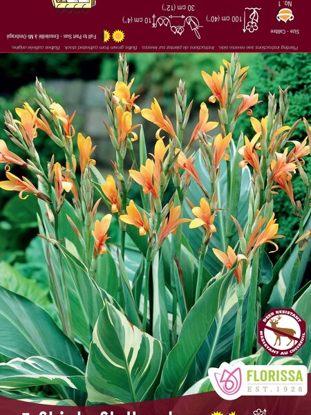 Canna Variegated Leaf Stuttgart Bulbs