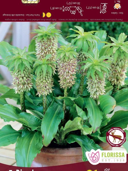 Florissa Eucomis Bicolor Bulbs