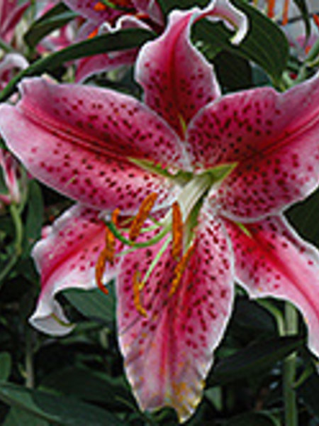 Lily Oriental Stargazer Pink 5.5"