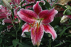 Lily Oriental Stargazer Pink 5.5"