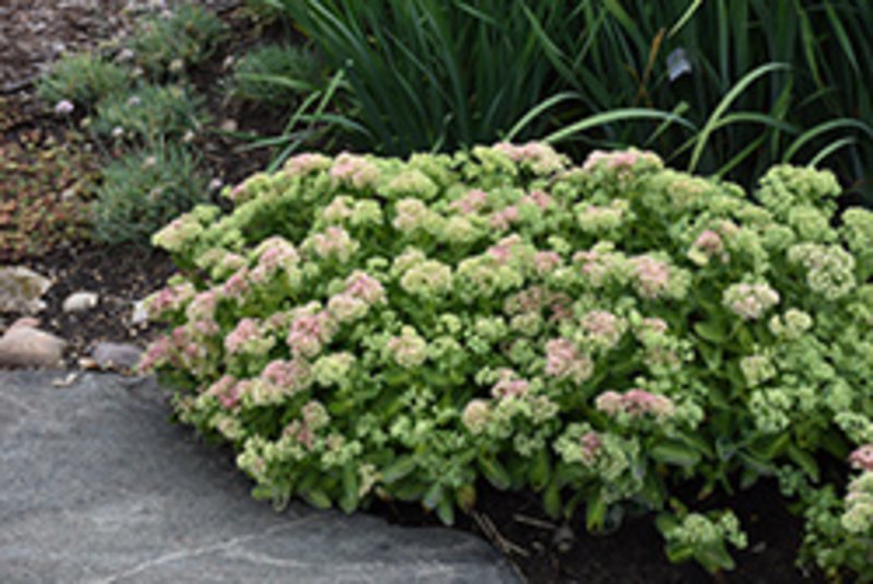 Sedum Tall Autumn Joy 5.5"