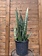 Snake Plant Zeylanica
