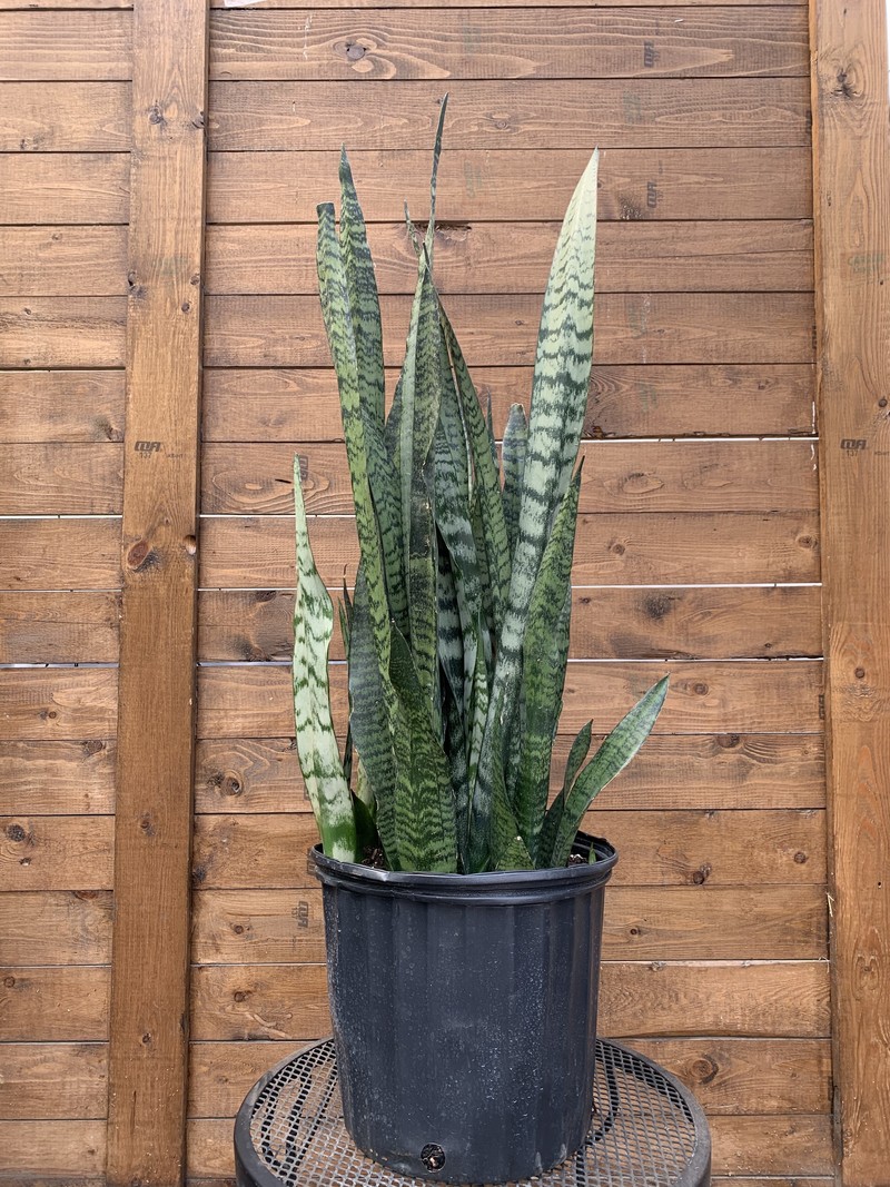 Snake Plant Zeylanica