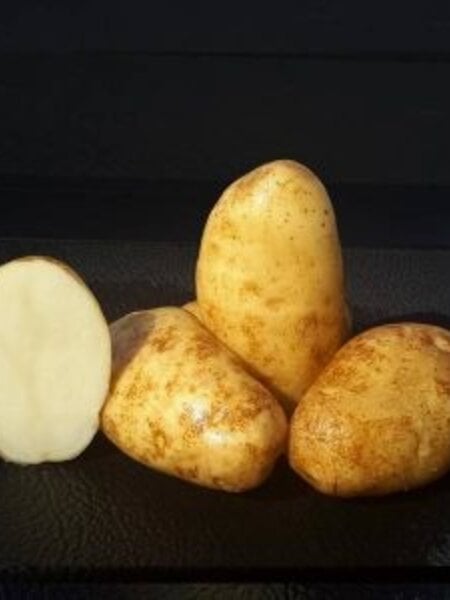Potato Russet Burbank 5lb