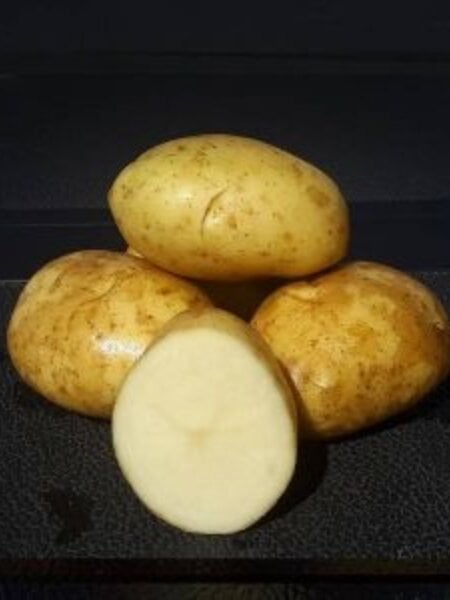 Potato Kennebec 5lb