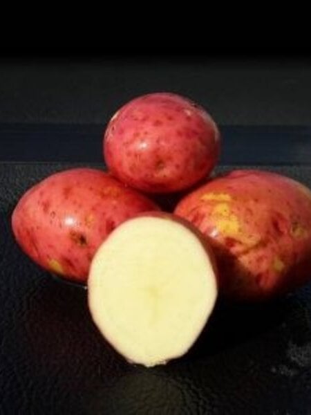 Potato Red Pontiac 5lb