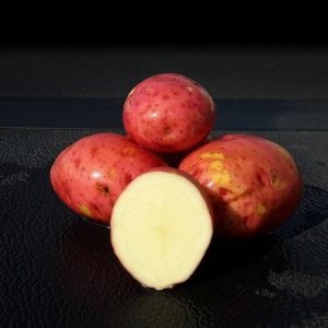 Potato Red Pontiac 5lb