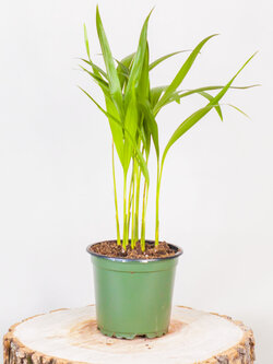 Areca Palm