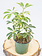 Umbrella Plant Moonlight 4"