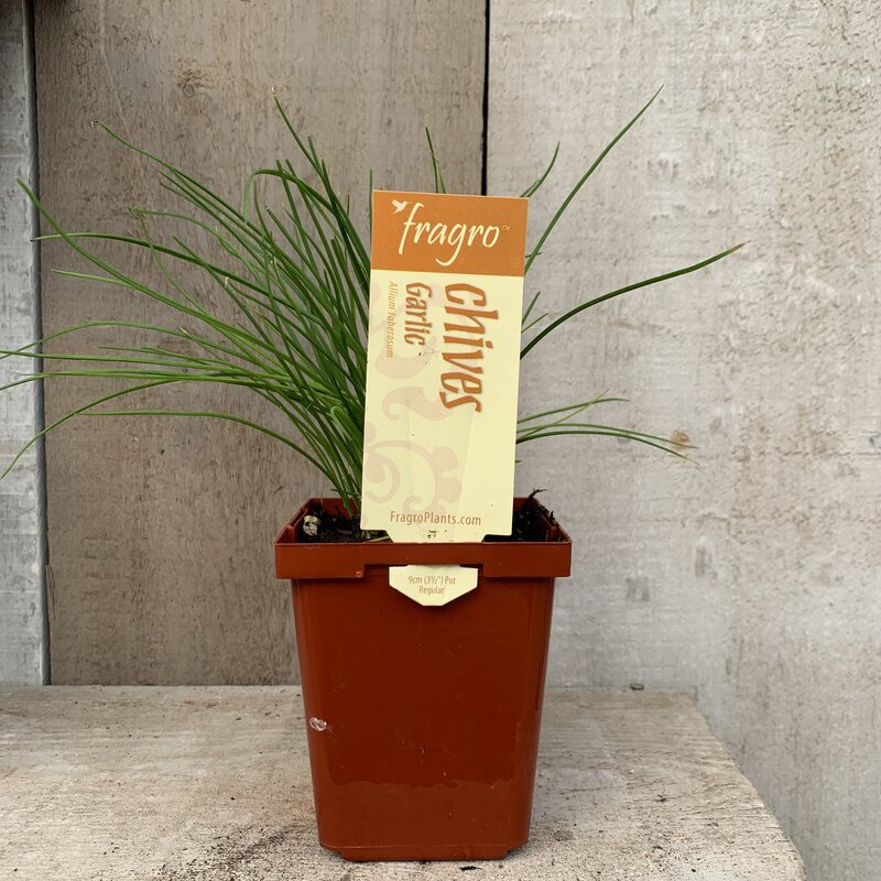 Fragro Chive Garlic 3.5" Herb