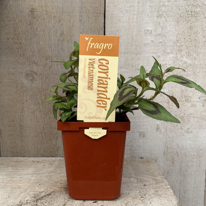 Fragro Coriander Vietnamise 3.5" Herb