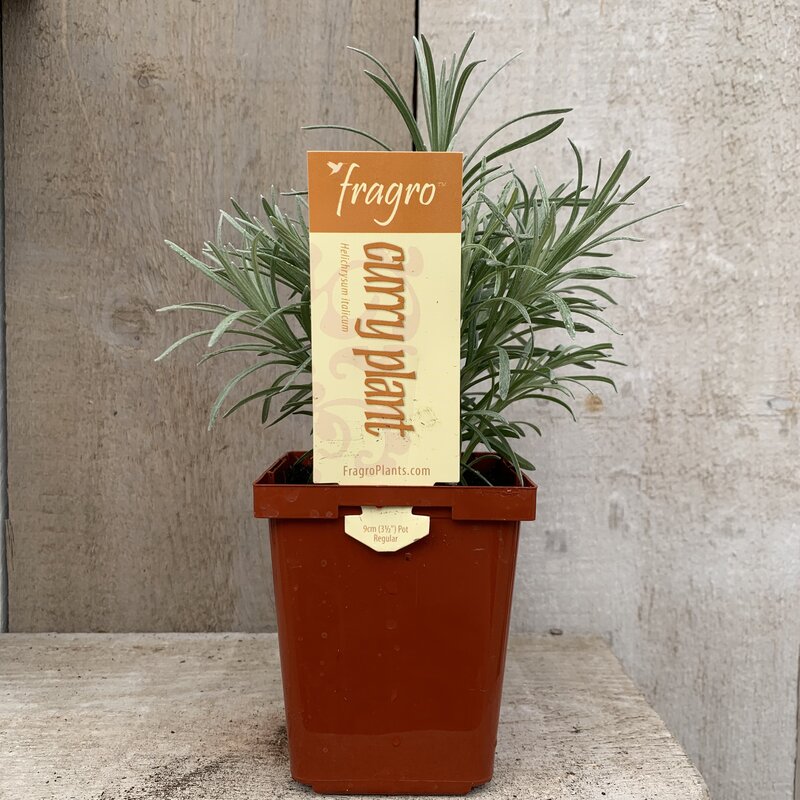 Fragro Curry Plant 3.5" Herb