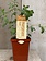 Fragro Marjoram Sweet 3.5" Herb