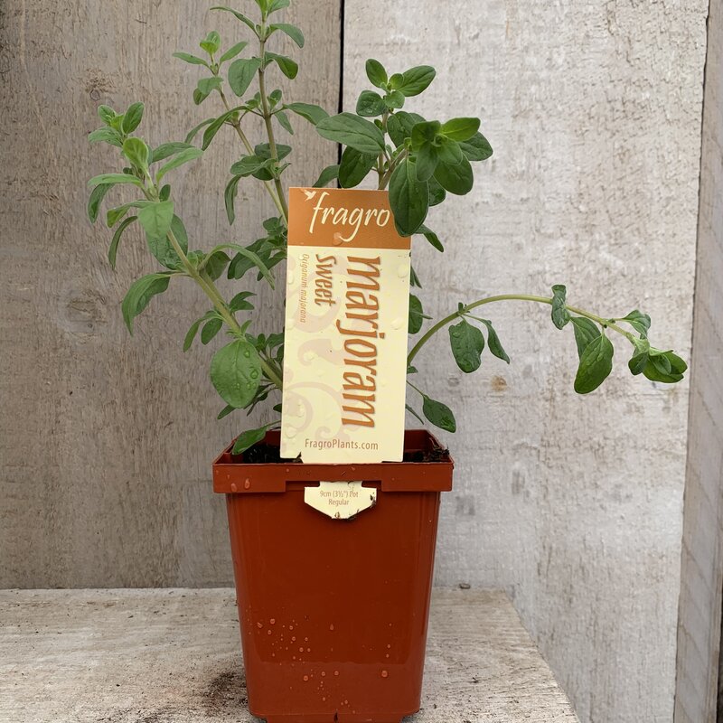 Fragro Marjoram Sweet 3.5" Herb
