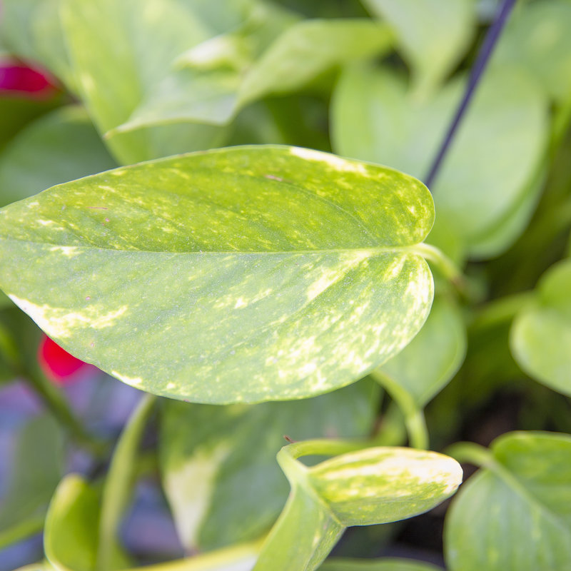 Golden Pothos Hanging Basket