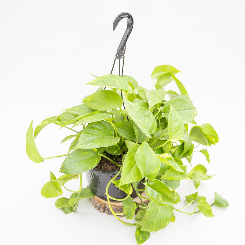 Golden Pothos Hanging Basket