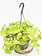Golden Pothos Hanging Basket