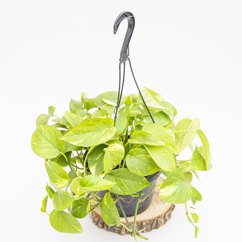 Golden Pothos Hanging Basket
