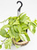 Marble Queen Pothos Hanging Basket