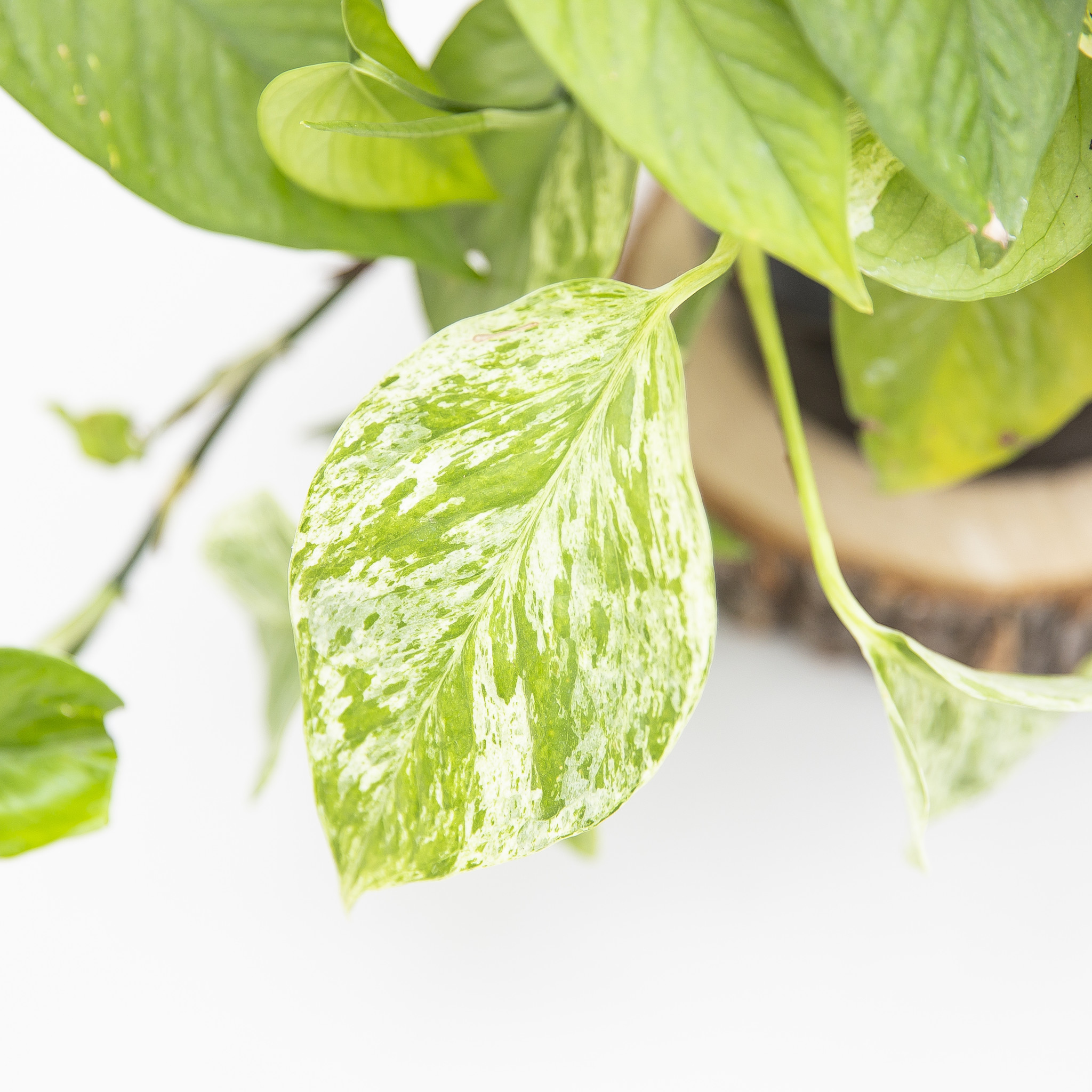 Marble Queen Pothos Hanging Basket