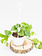 Golden Pothos Hanging Basket