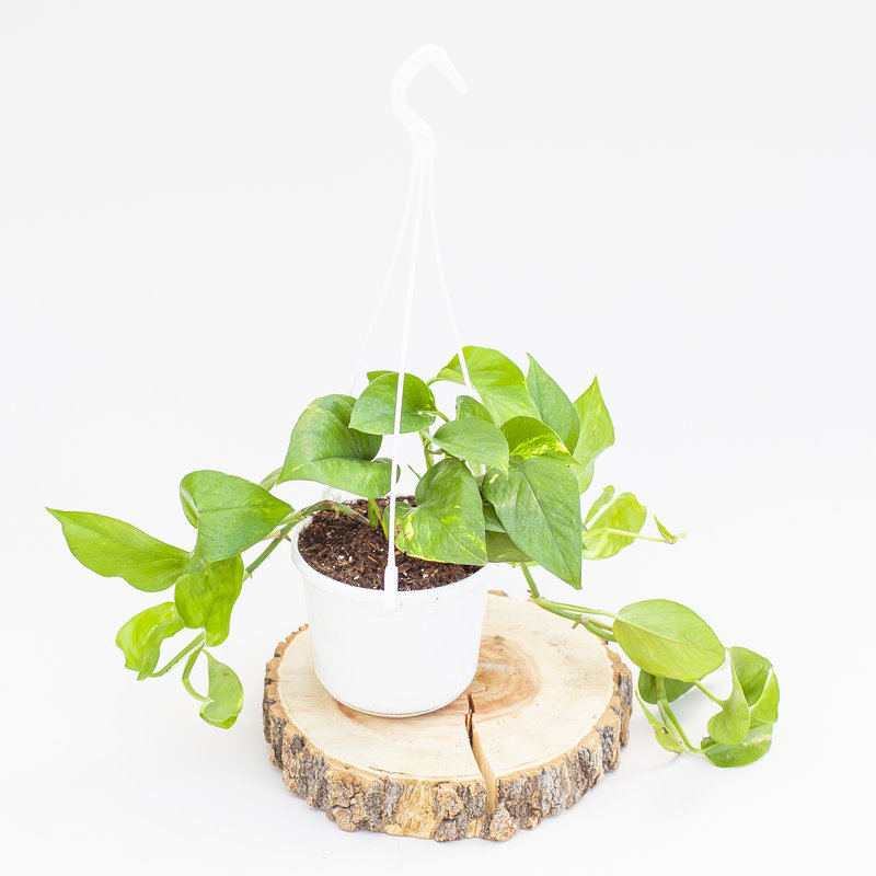 Golden Pothos Hanging Basket