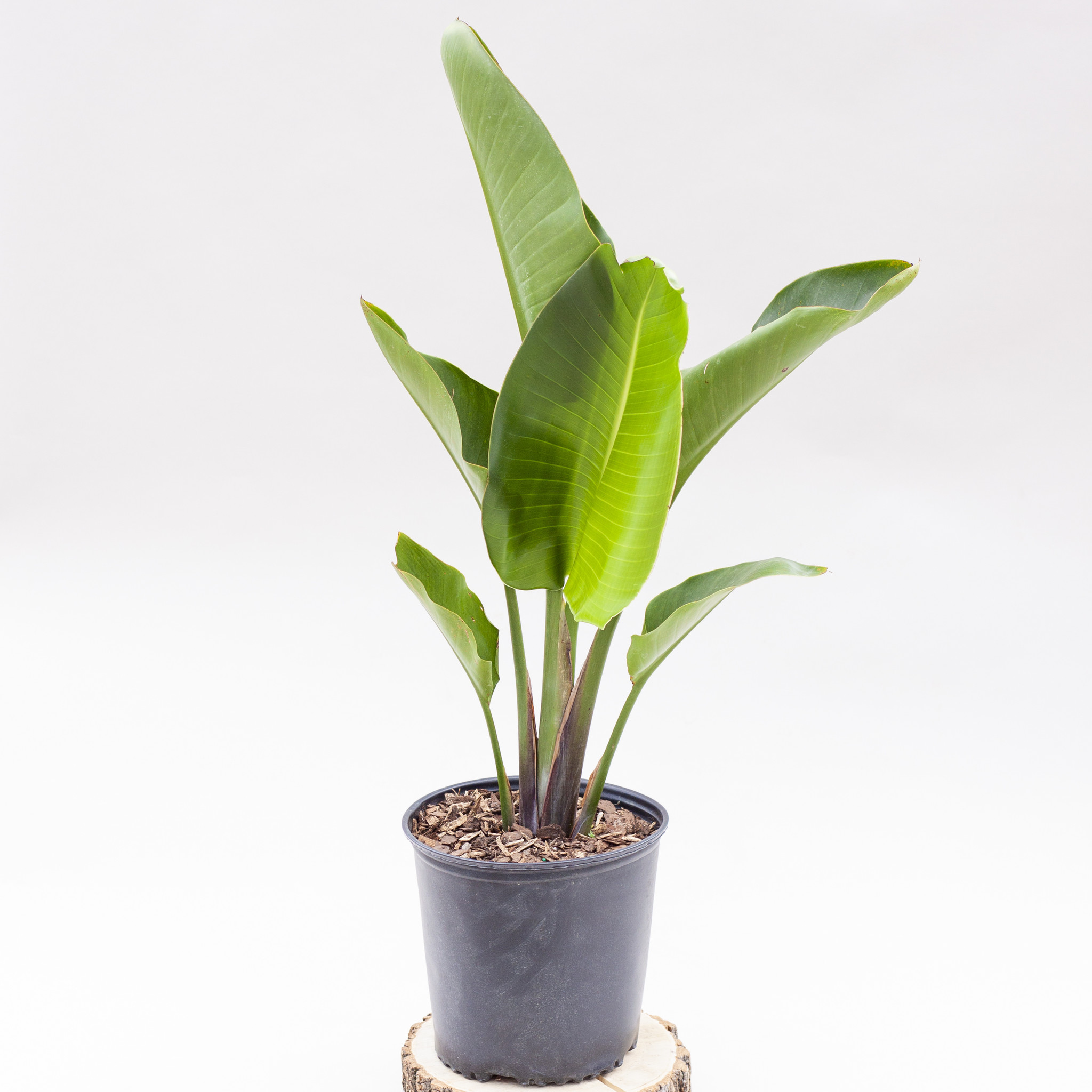 Birds of Paradise - Dutch Growers Saskatoon