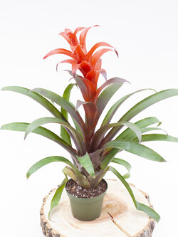 Bromeliad 4"