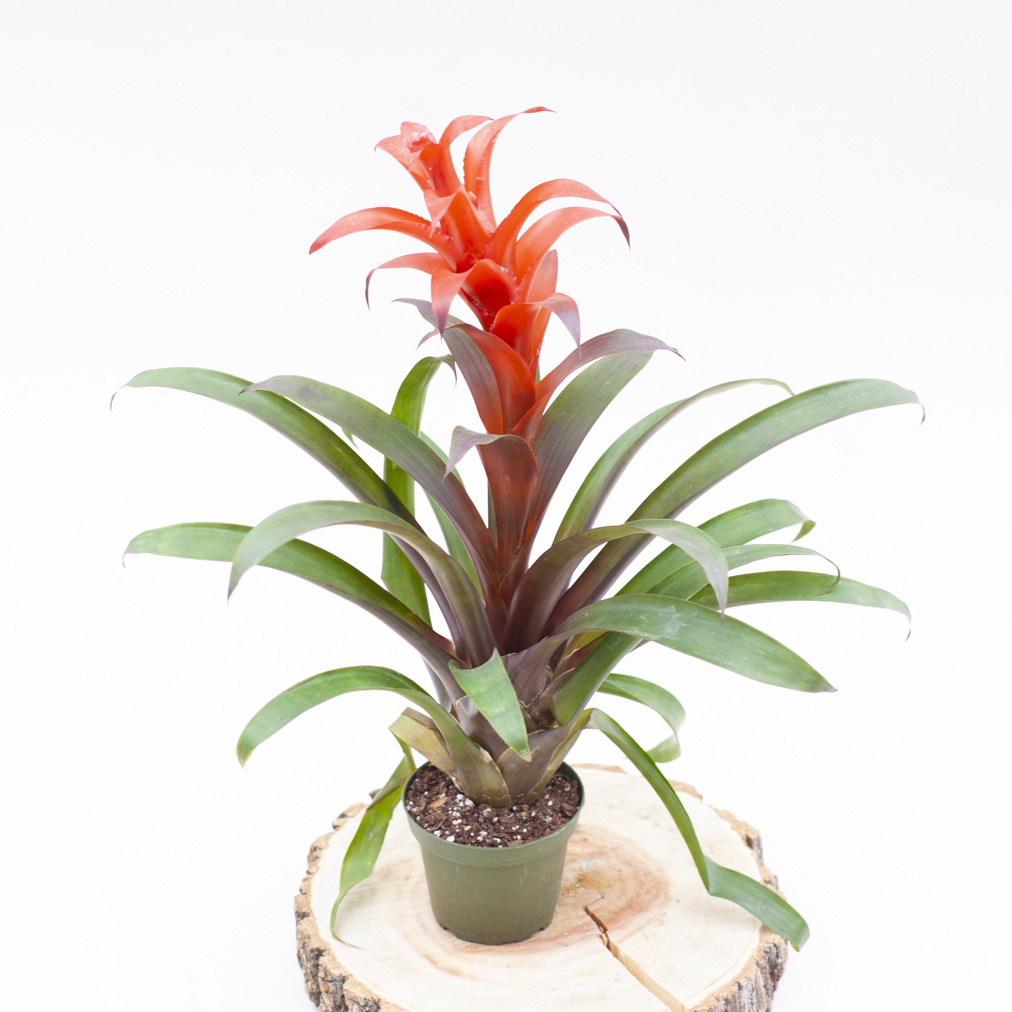 Bromeliad 4"