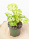 Nephthytis Kiwi 4"