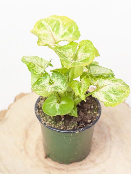 Nephthytis Kiwi 4"