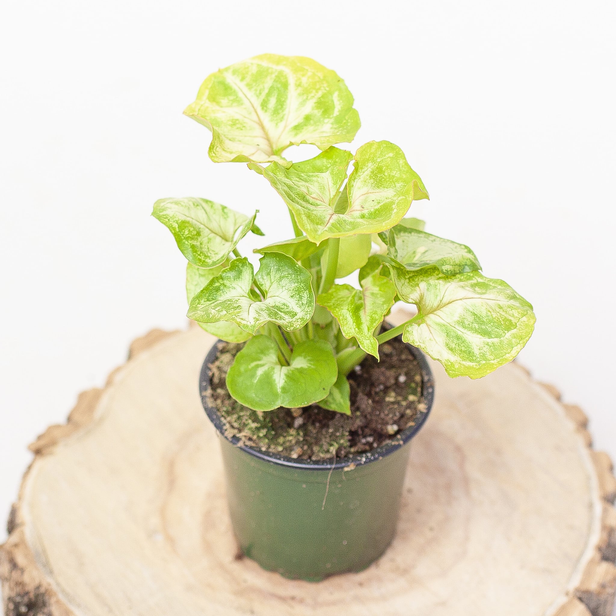 Nephthytis Kiwi 4"