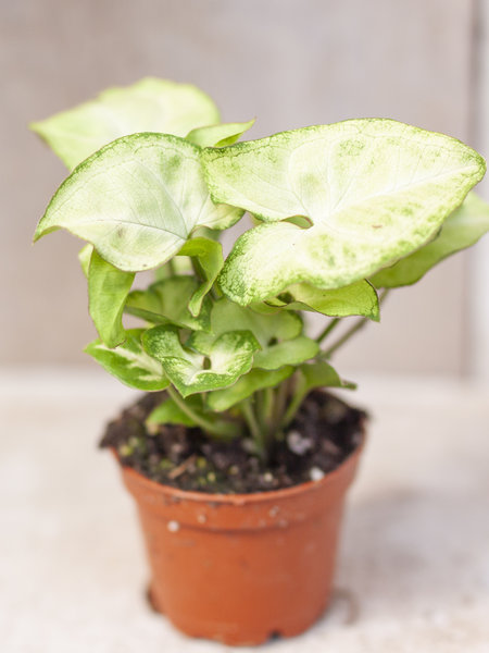 Dutch Growers Nephthytis Butterfly White