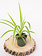 Spider Plant 4"