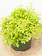 Club Moss Golden 4"